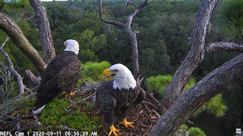 eagle cam youtube